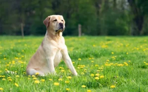 Brushing, Bathing, Bliss: A Comprehensive Grooming Guide for Your Dog