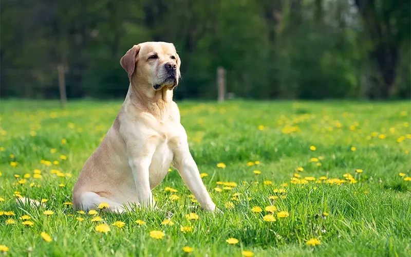 Brushing, Bathing, Bliss: A Comprehensive Grooming Guide for Your Dog